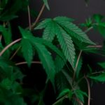 Photo by Kindel Media: https://www.pexels.com/photo/photo-of-cannabis-plant-on-dark-background-7667844/