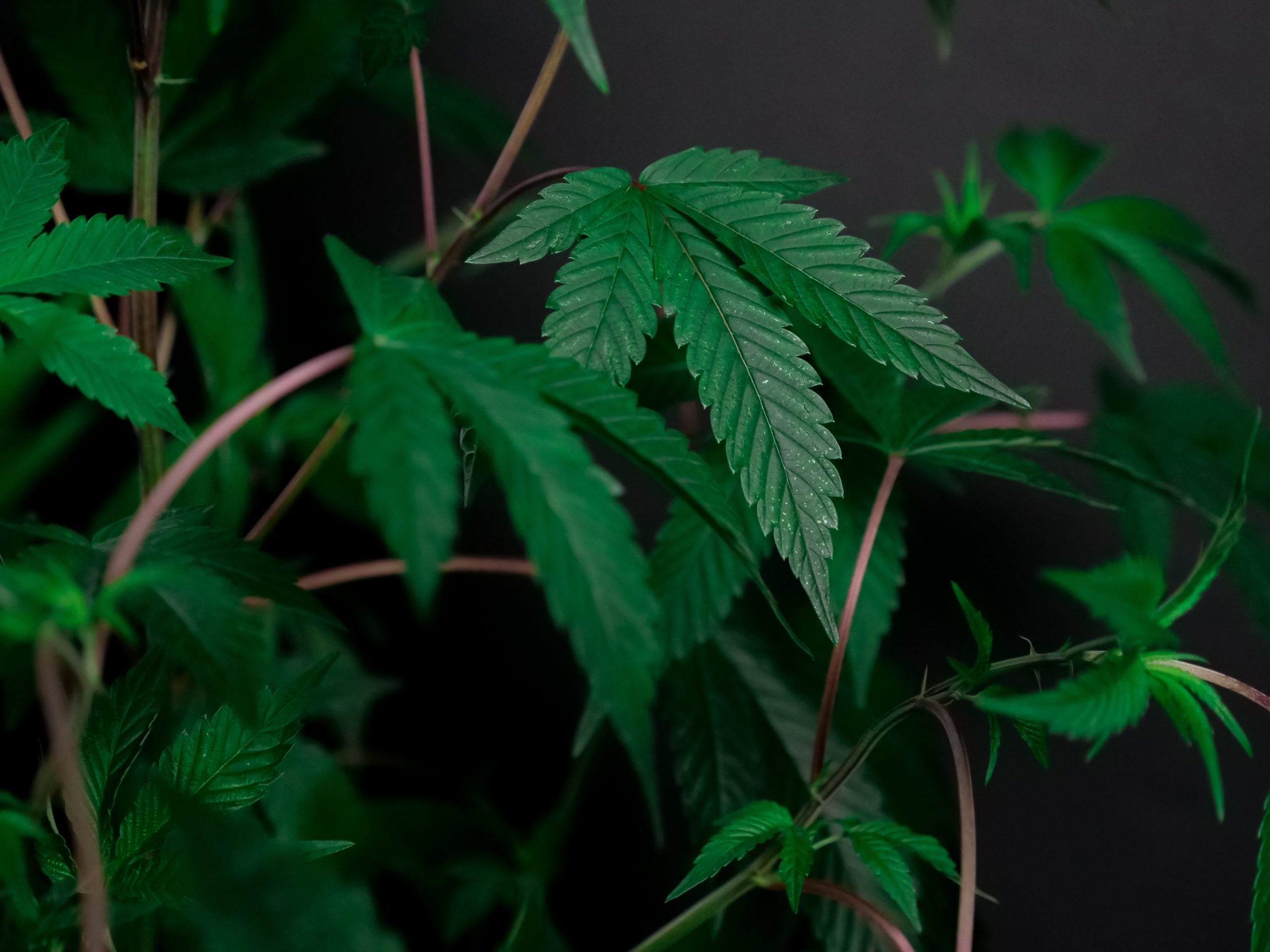 Photo by Kindel Media: https://www.pexels.com/photo/photo-of-cannabis-plant-on-dark-background-7667844/