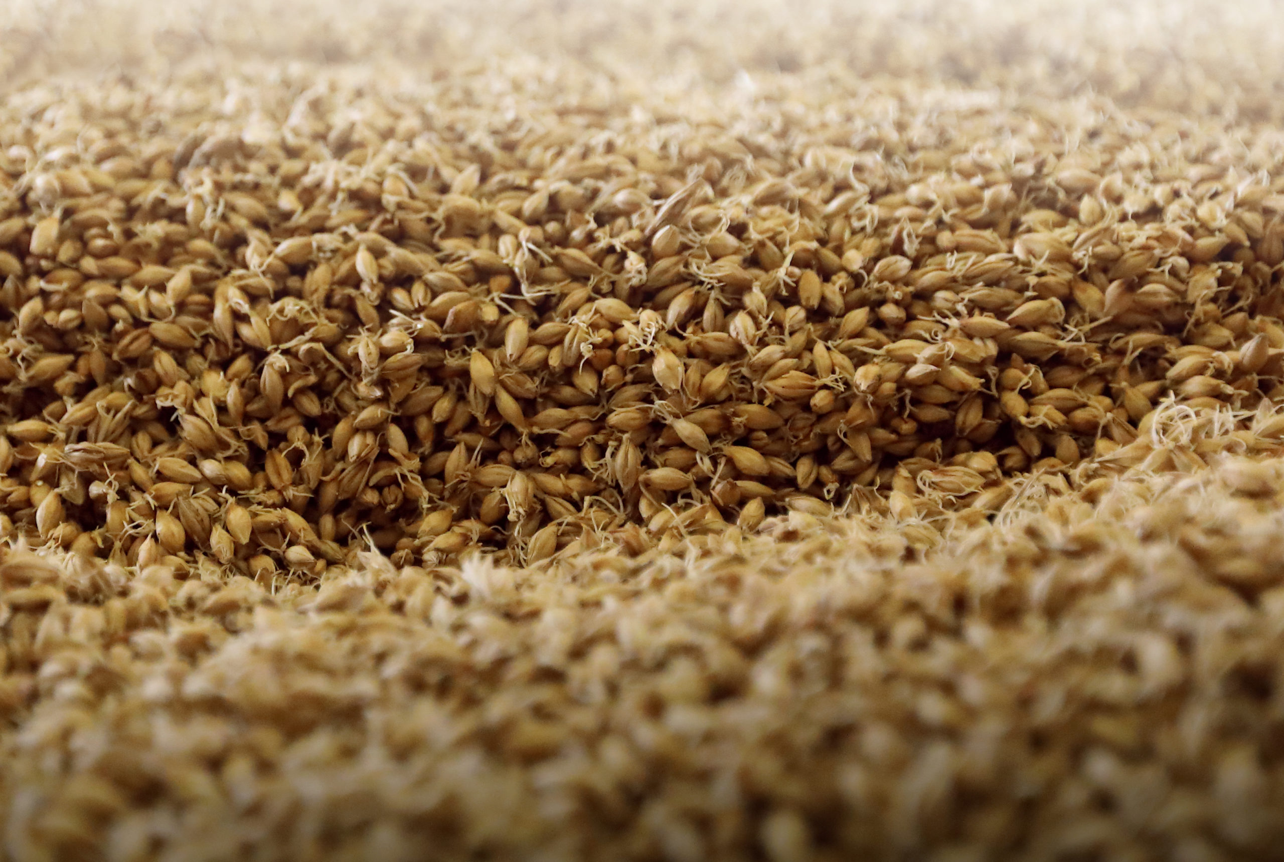 https://upload.wikimedia.org/wikipedia/commons/9/94/2019-05-04_Sprouting_Barley_Grain.jpg