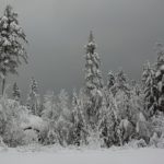 https://commons.wikimedia.org/wiki/File:Winter_forest_silver.jpg