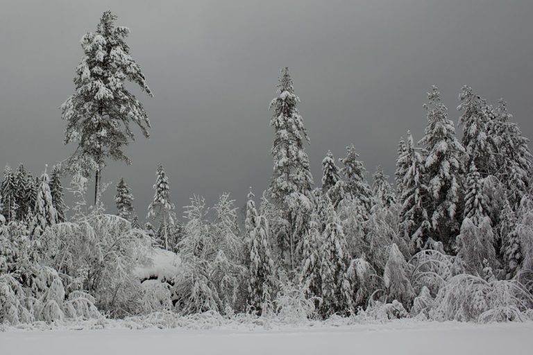 https://commons.wikimedia.org/wiki/File:Winter_forest_silver.jpg