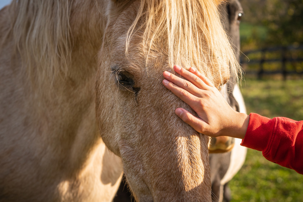 <a href="https://www.freepik.com/free-photo/owner-stroking-horse-animal-farm_16935960.htm#query=head%20movements%20of%20horses%20communicate&position=49&from_view=search&track=ais">Image by wirestock</a> on Freepik