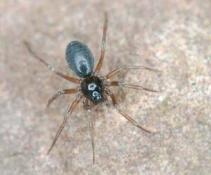 Semljicola-faustus-Linyphiidae-female-Photo-by-Jorgen-Lissner