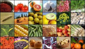 Agro-Food HRANA