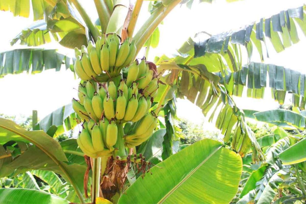 organic_bananas
