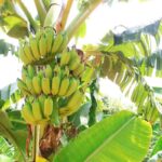 organic_bananas
