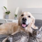 1250-666-kuche-i-kotka