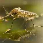 aedes-koreicus-szunyog