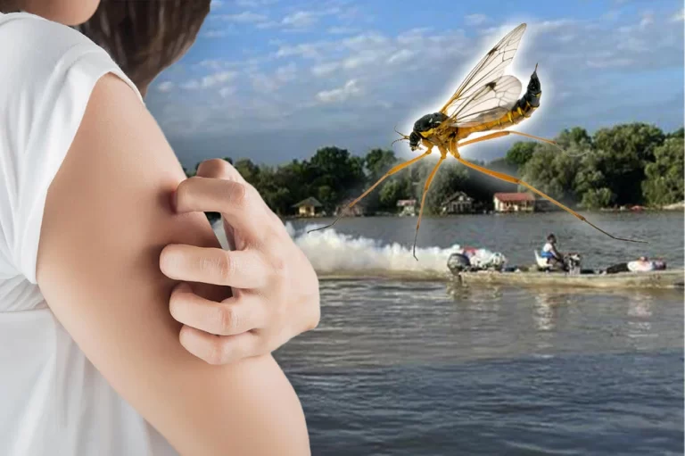 3500732_komarci-2_ls