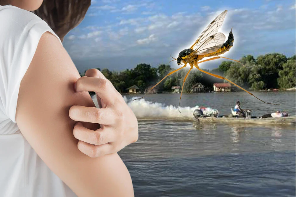 3500732_komarci-2_ls