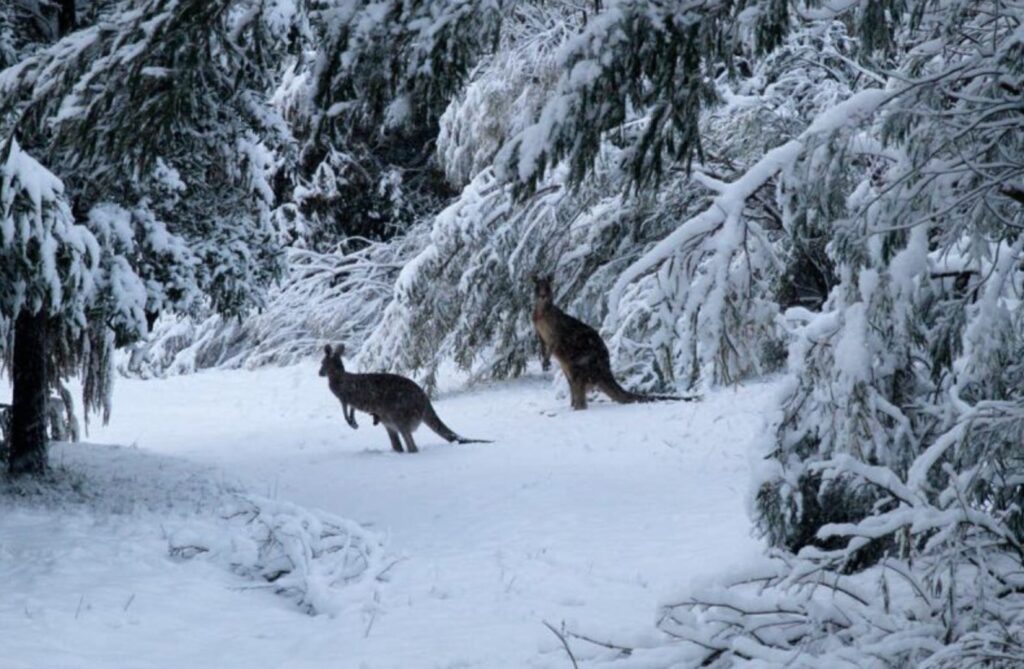 australija-snijeg
