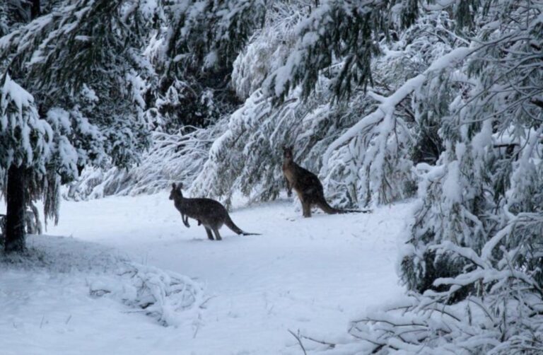 australija-snijeg