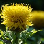 cornflower-4353180_960_720