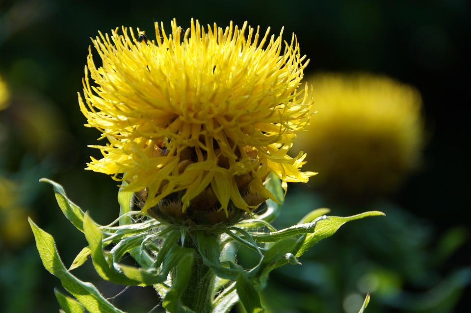 cornflower-4353180_960_720