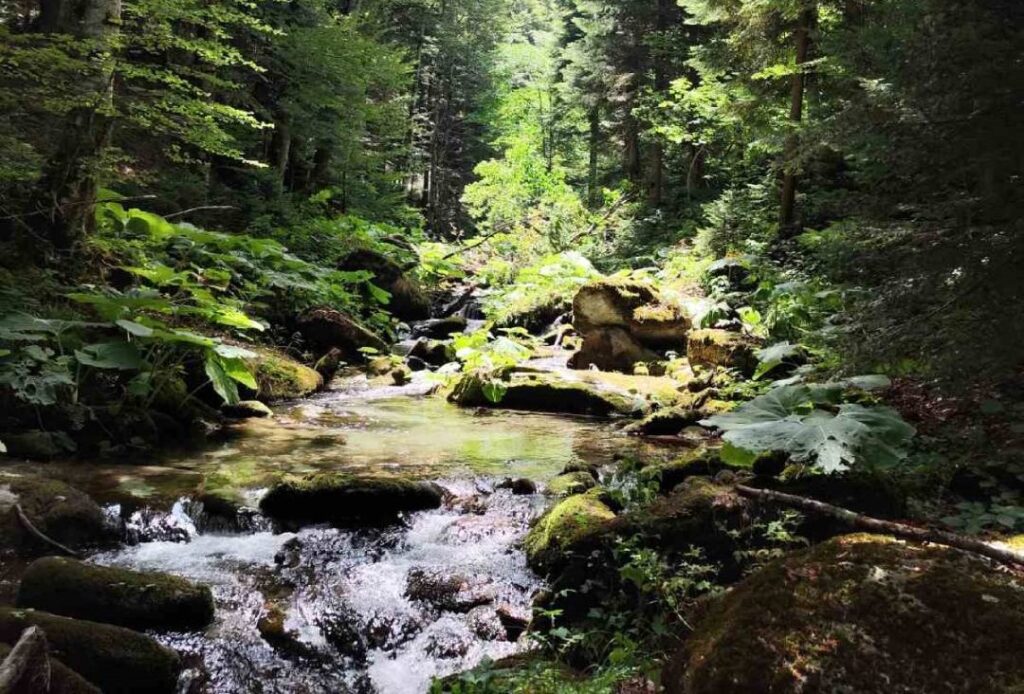 reka-dosnica-juli-2025