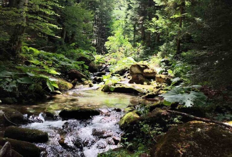 reka-dosnica-juli-2025