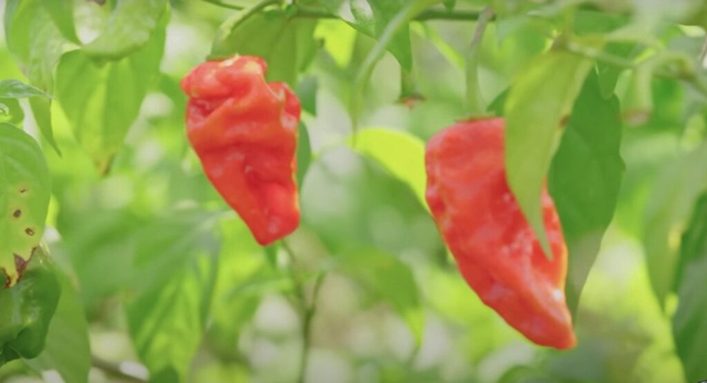 Screenshot-2023-10-17-234836