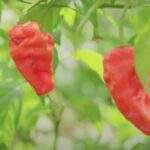 Screenshot-2023-10-17-234836