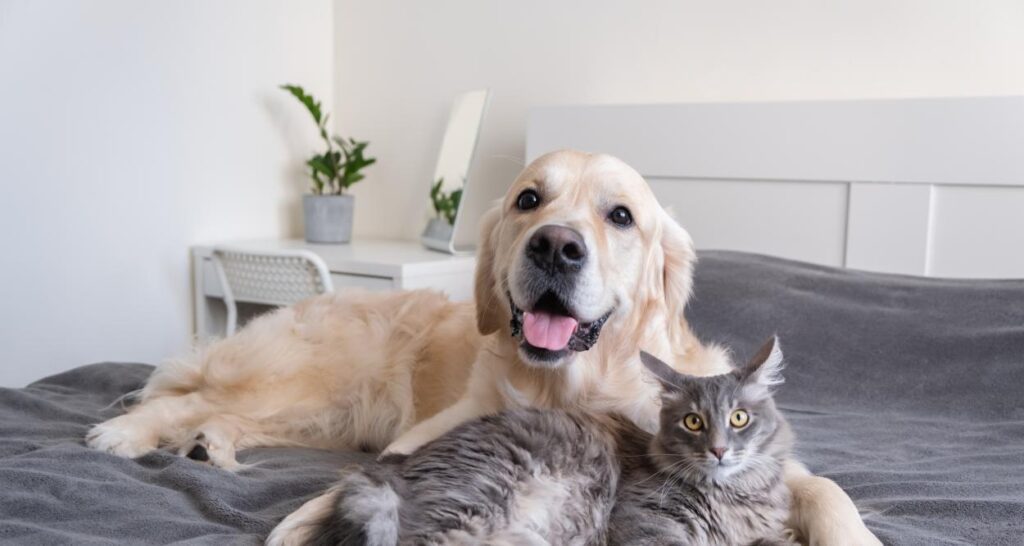 1250-666-kuche-i-kotka (1)