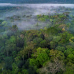 brazilian-amazon-rainforest-y2sufcjl8nj3jnop
