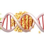 gmo-banner