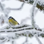 lyuta-zima_cover-860x547