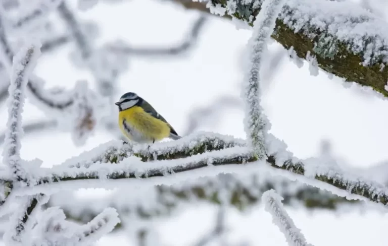 lyuta-zima_cover-860x547