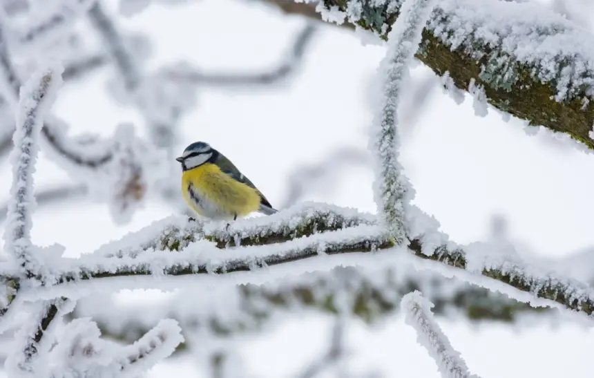 lyuta-zima_cover-860x547