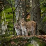 55177348fa8527f7d7f76da24f9061df