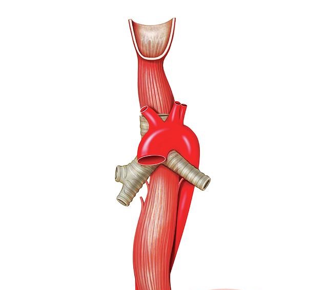 7-oesophagus-asklepios-medical-atlas