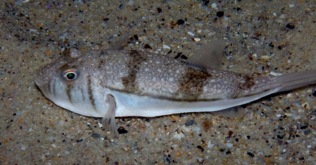 a-vibrant-toadfish-swimming-in-crystal-clear-waters-900c46gh96w29rk5