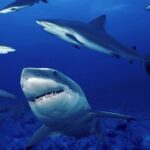 1-10-fakti-za-ajkulite-koi-kje-ve-iznenadat-www.kafepauza.mk_