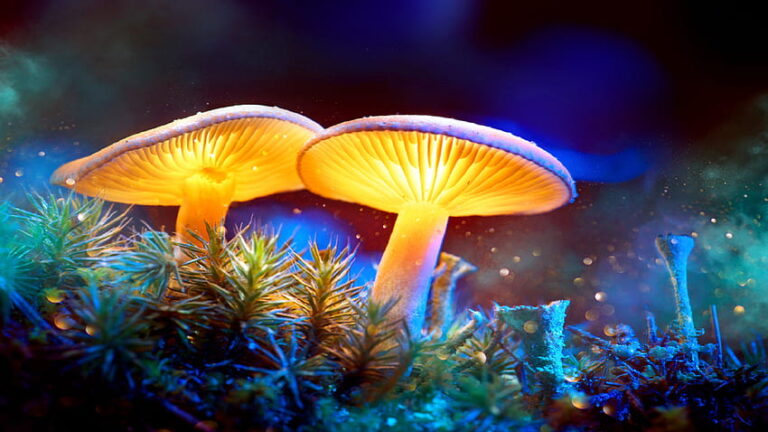 desktop-wallpaper-psychedelic-mushroom-background-fungi