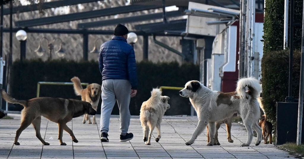 kucinja-skitnici-3289892389