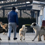 kucinja-skitnici-3289892389