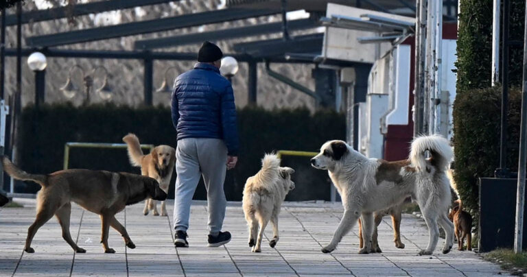 kucinja-skitnici-3289892389