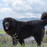 makedonskite-karaman-i-sharplaninec-8