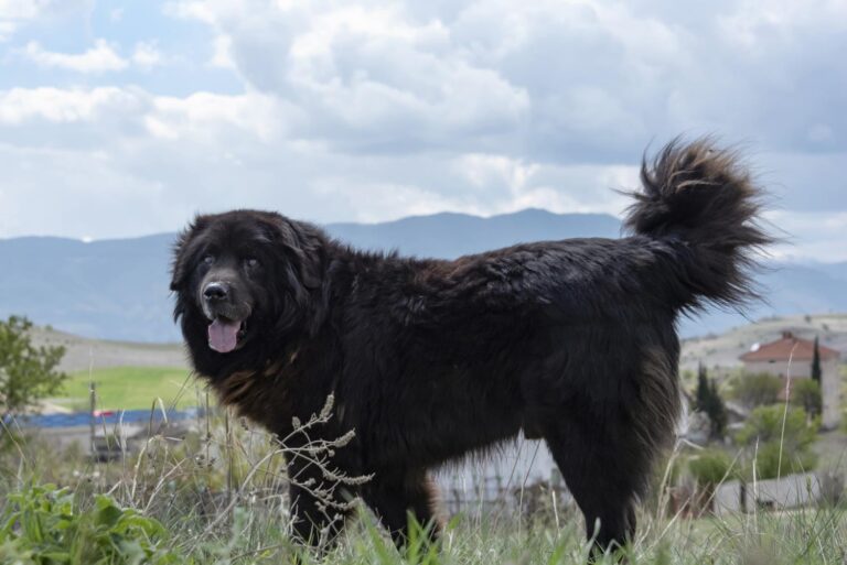 makedonskite-karaman-i-sharplaninec-8