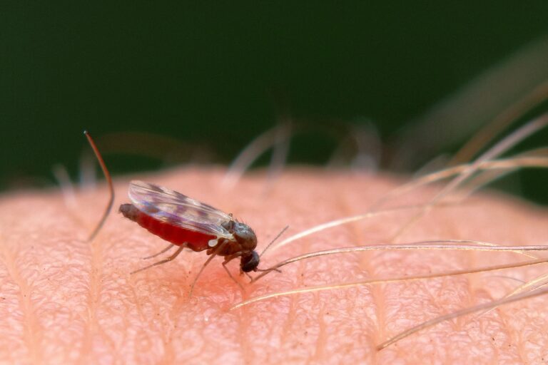 INSEKTI