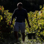 VINOGRAD