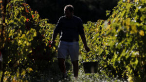 VINOGRAD
